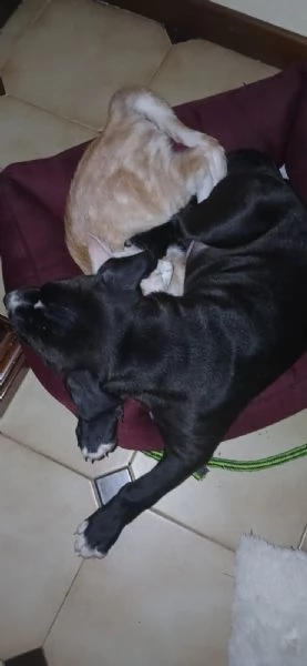 Cane in adozione, regalo | Foto 5