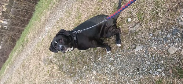 Cane in adozione, regalo | Foto 4