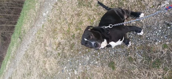 Cane in adozione, regalo | Foto 3