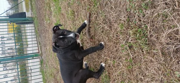 Cane in adozione, regalo | Foto 2