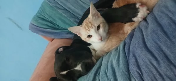 Cane in adozione, regalo