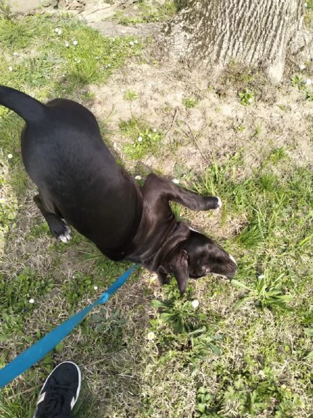 Cane in adozione, regalo | Foto 0