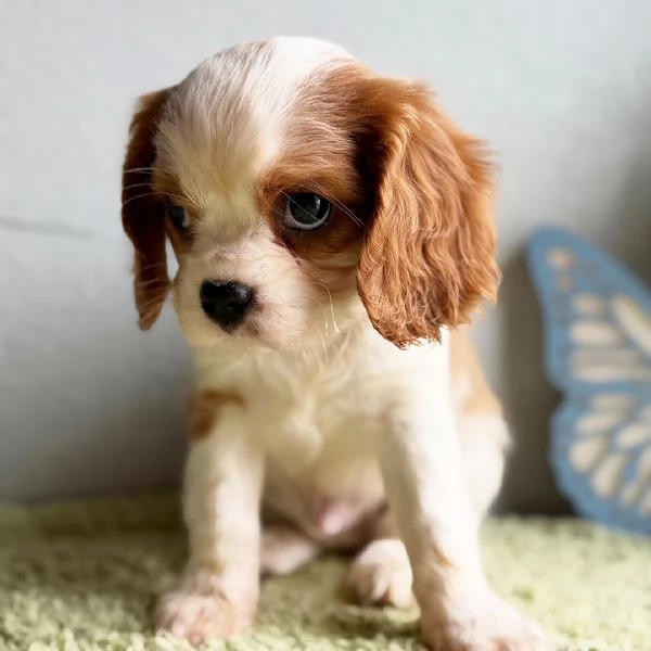 Cuccioli di Cavalier King Charles Spaniel  | Foto 1