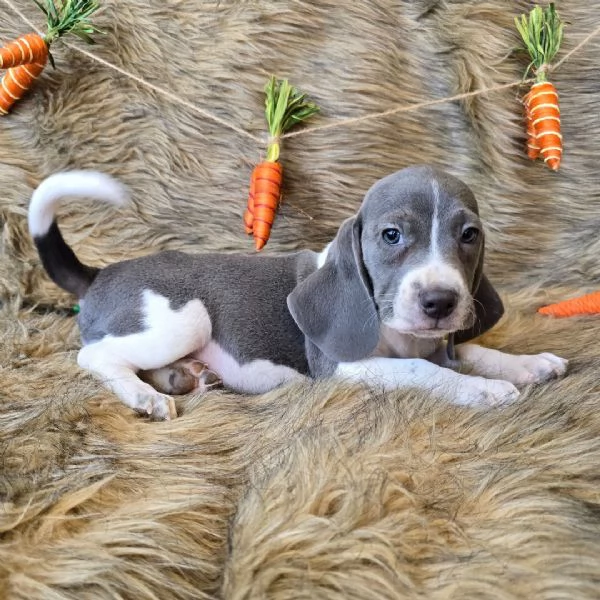 Regalo Beagle MERAVIGLIOSI   cuccioli di Beagle ottima genealogia, gia vaccinati, sverminati e micro