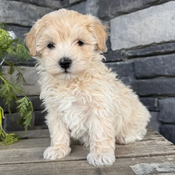 Regalo ALLEVAMENTO MALTESI TAGLIA MINI TOY   Ho bellissimi cuccioli maltese pronti per loro nuove ca
