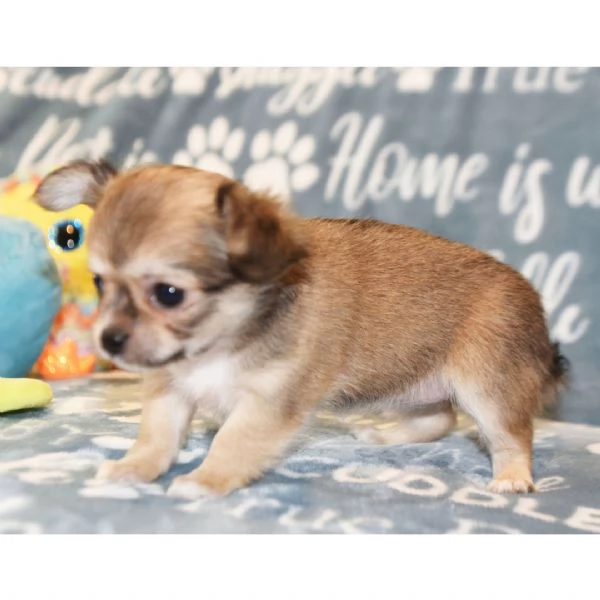 Regalo cuccioli di chihuahua Mini toy   cuccioli di chihuahua mini toy , ancora disponibili un masch