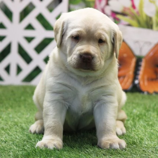 REGALO BELLO LABRADOR CUCCIOLI MASCHI E FEMMINE   Bello Labrador , Maschio e femmina, sverminato, co