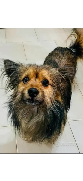 Elvis cucciolo di cane meticcio