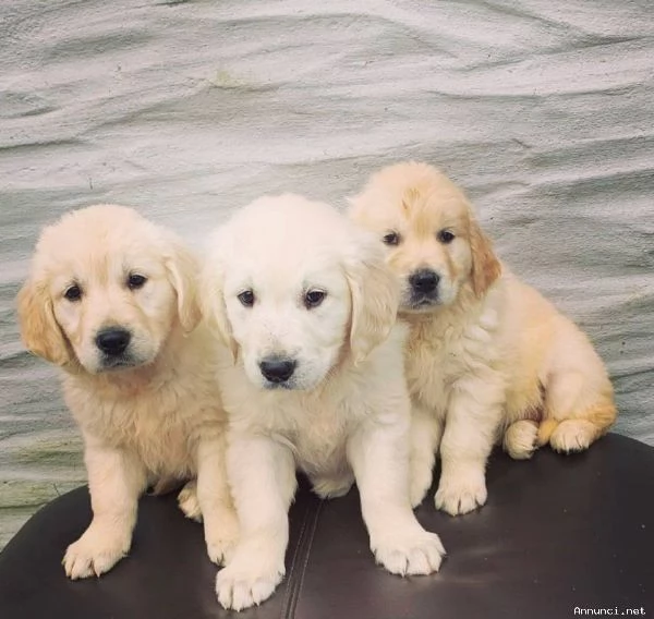~~CUCCIOLI DI GOLDEN RETRIEVER~~