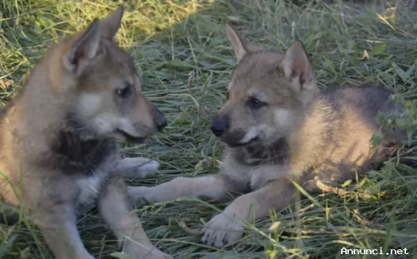 ~~~Bellissimi cuccioli di cane lupo cecoslovacco~~