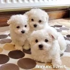 ~~~DISPONIBILI CUCCIOLI DI MALTESE TOY~~~