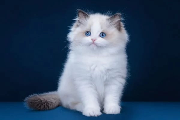 Heartstrings + Urgent Title: Gattini Dolcissimi Cercano Casa per Sempre 