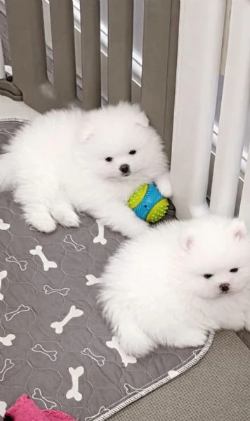 CUCCIOLI VOLPINO DI POMERANIA - C