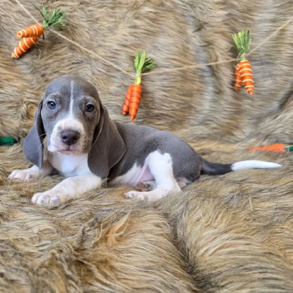 Regalo Beagle MERAVIGLIOSI   cuccioli di Beagle ottima genealogia, gia vaccinati, sverminati e micro
