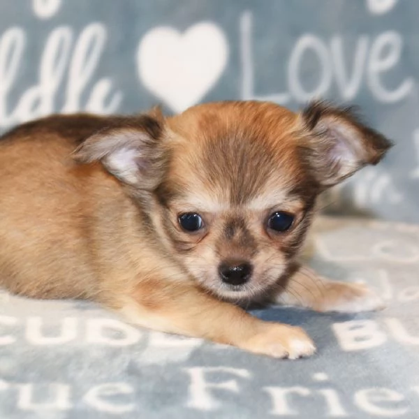   Regalo CHIHUAHUA MERAVIGLIOSI   cuccioli di chihuahua ottima genealogia, gia vaccinati, sverminati