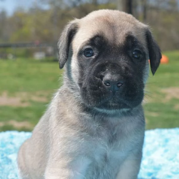 cuccioli di BullMastiff femminucce e maschietti disponibili .   i cuccioli sono vaccinati sverminati