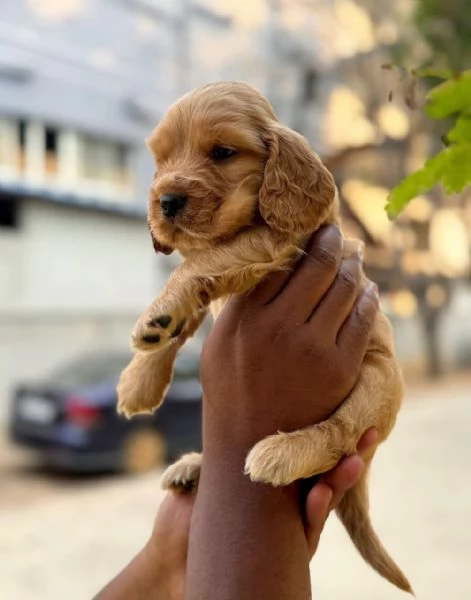  REGALO Cuccioli Coker Spaniel   i cuccioli vengono consegnati con svezzamento , primo vaccino, libr