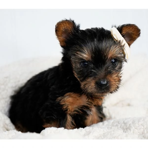 Regalo Abbiamo avere amorevole Yorkie cuccioli per l'Adozione   Abbiamo avere Yorkie amorevole per l
