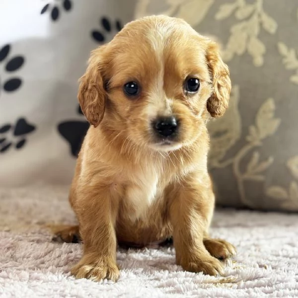 Regalo GOLDEN RETRIVER CUCCIOLI DISPONIBILE PER L'ADOZIONE   Adorabili cuccioli di Golden Retriver f