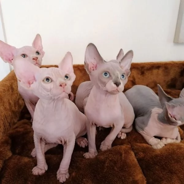 Adorabili gattine Sphynx in vendita | Foto 0
