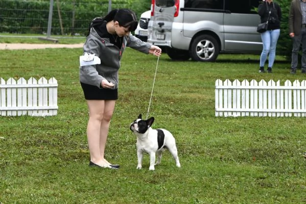 BOULEDOGUE FRANCESE