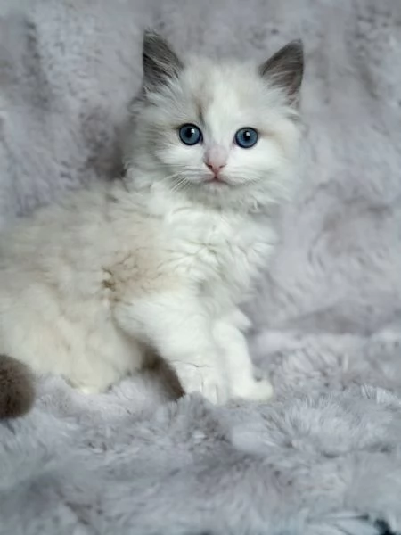 Gattini adorabili pronti per l'adozione