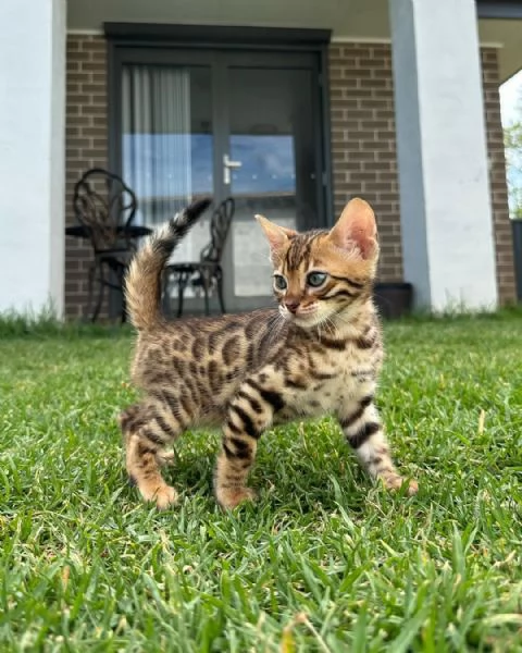 Gattini soffici in cerca di una casa per sempre ?? | Foto 1