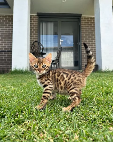 Gattini soffici in cerca di una casa per sempre ?? | Foto 0