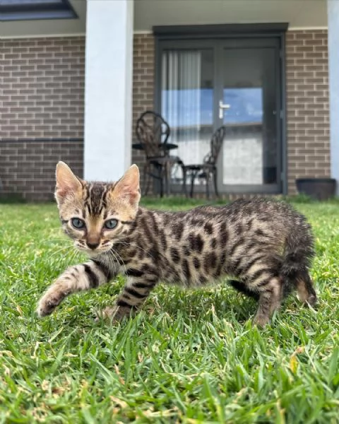 Gattini soffici in cerca di una casa per sempre ??