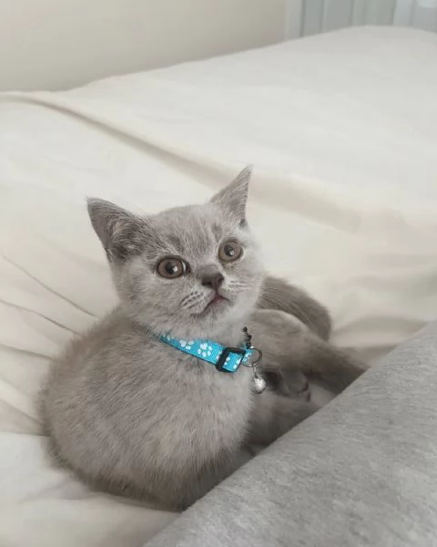 Gattini minuscoli – Tanto amore da dare 