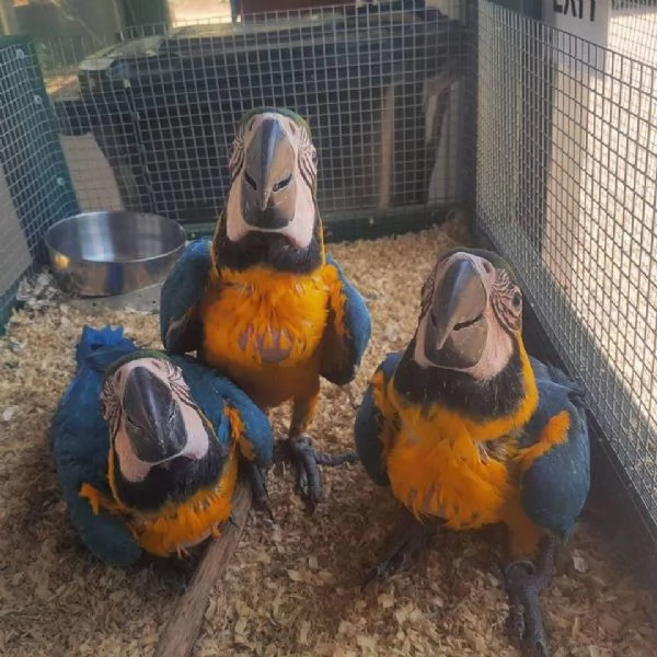 Ara ararauna docilissimo | Foto 0