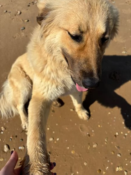 CERCHIAMO CASA PER DUE CUCCIOLONE | Foto 5