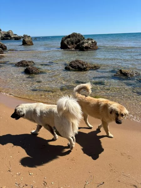 CERCHIAMO CASA PER DUE CUCCIOLONE | Foto 3