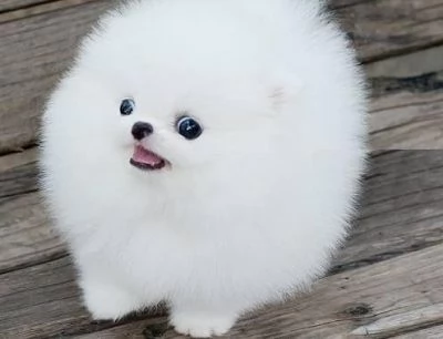cuccioli volpino pomeranian~~