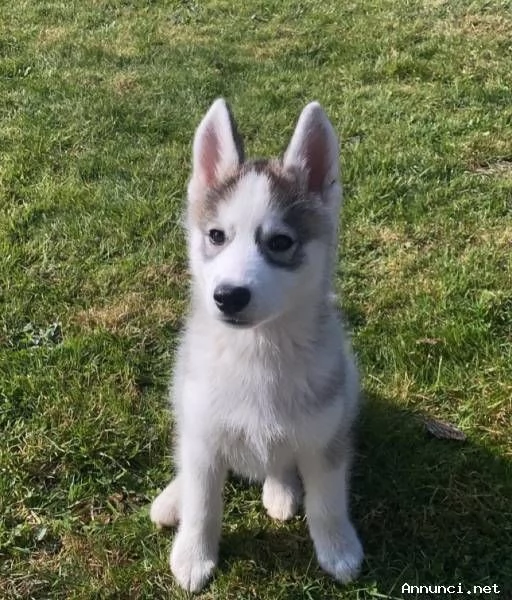 ~~~Bellissima femmina di Siberian Husky~~