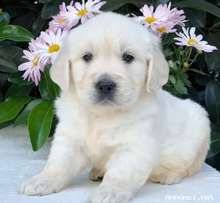 ~~~~Cuccioli di Golden Retriever~~~~~