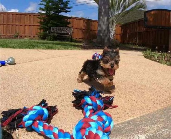 ~~~~Cuccioli Yorkshire di taglia piccola~~~~