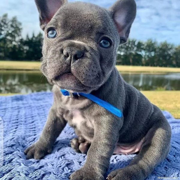 ~~~~cuccioli bulldog frances~~