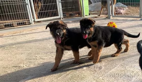 ~~~~CUCCIOLI DI PASTORE TEDESCO - ROI~~~~