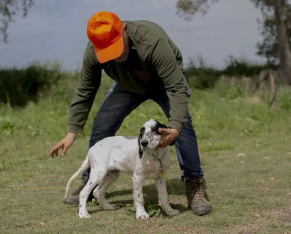 setter inglese cucciolo - natan