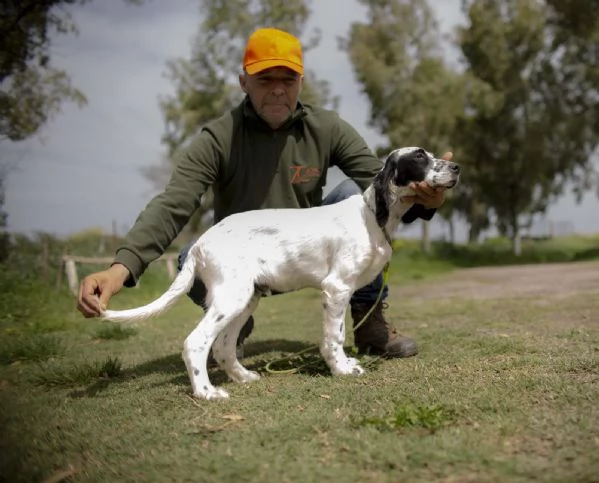 setter inglese cucciolo - natan | Foto 0