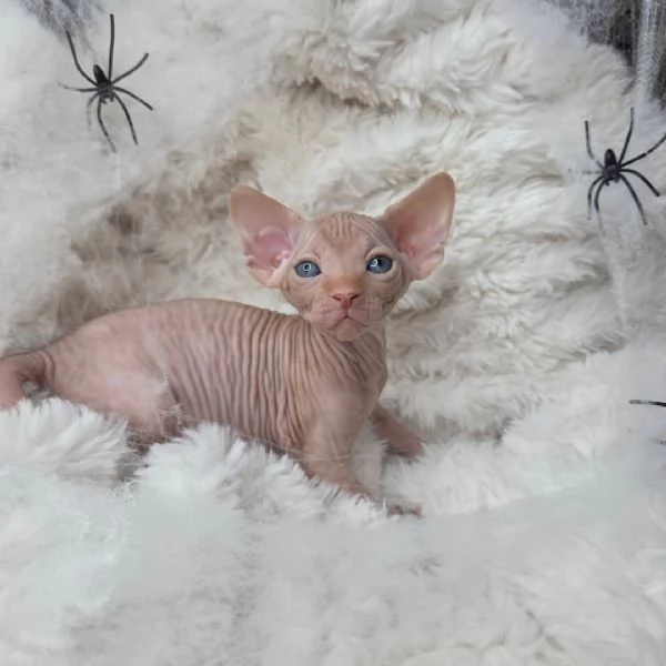 Title: Gattini Dolcissimi 2 Mesi Cercano Casa – Milano e Prov