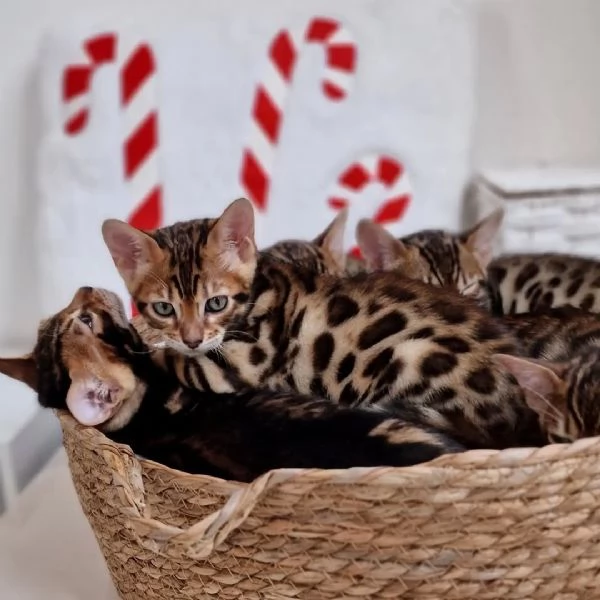 Adozione del Cuore: Micini Neri Porta-Fortuna 