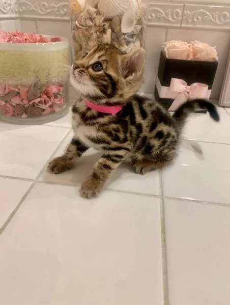 Micetti Rossi Trova-Casa | Torino