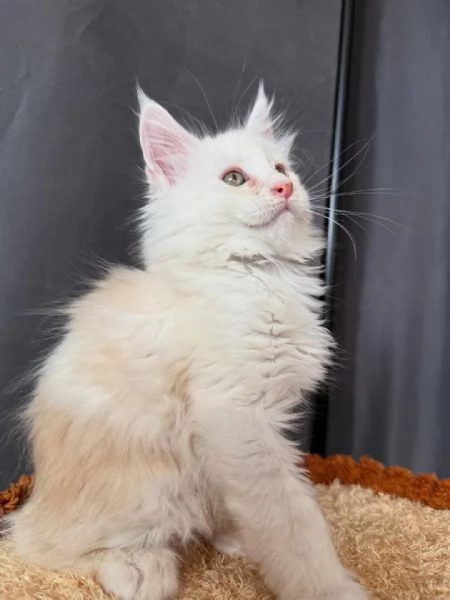  Gattini Tigrati Super Sociali – Firenze | Foto 0