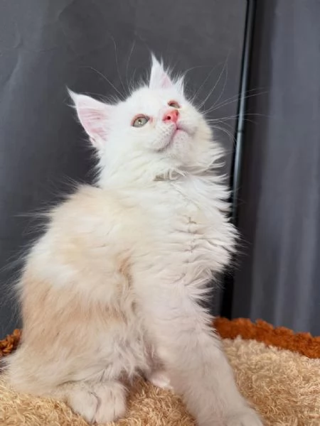  Gattini Tigrati Super Sociali – Firenze