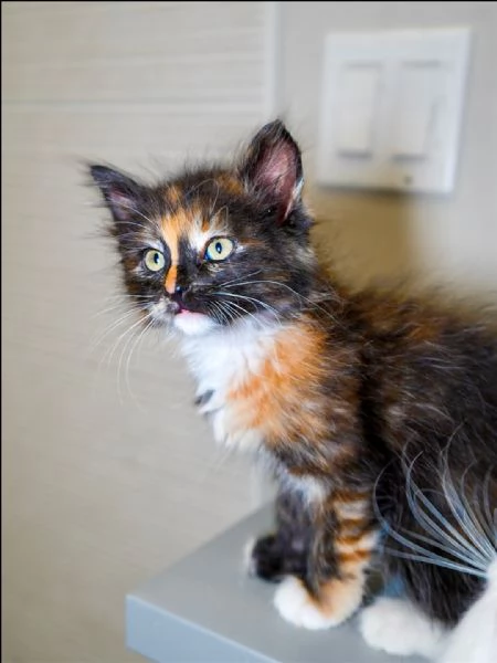  Piccoli Calico Cercano Famiglia per Sempre – Napoli