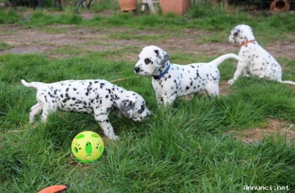 ~~~CUCCIOLI DALMATA CON PEDIGREE~~~