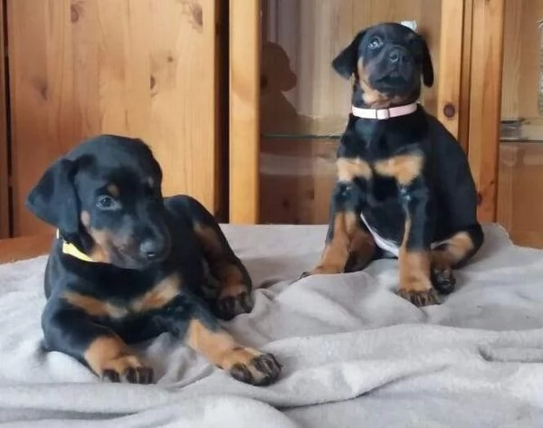 ~~~~meravigliosa cucciola dobermann~~~