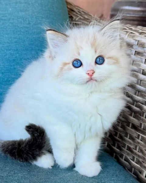  Batuffoli di 60 Giorni | Vaccinati – Bari